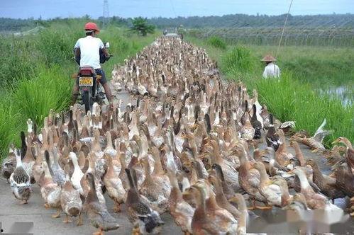 养鸭人家,探寻传统养殖文化的魅力与传承